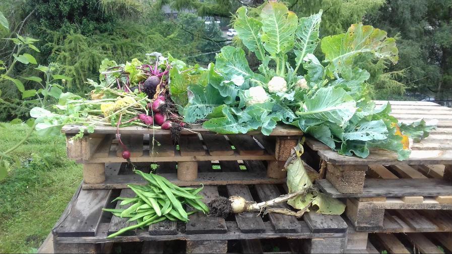 Vegetables grown and sold by our Young Marketeers!